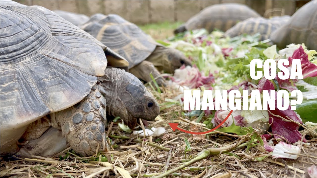 ALIMENTAZIONE TARTARUGHE di TERRA | *Undici Giga*