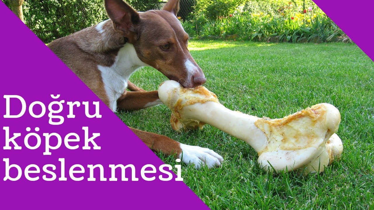 Bazı Besimler Köpeklerimizin Hayatını Tehdit Ediyor ( KÖPEK BAKIMI )