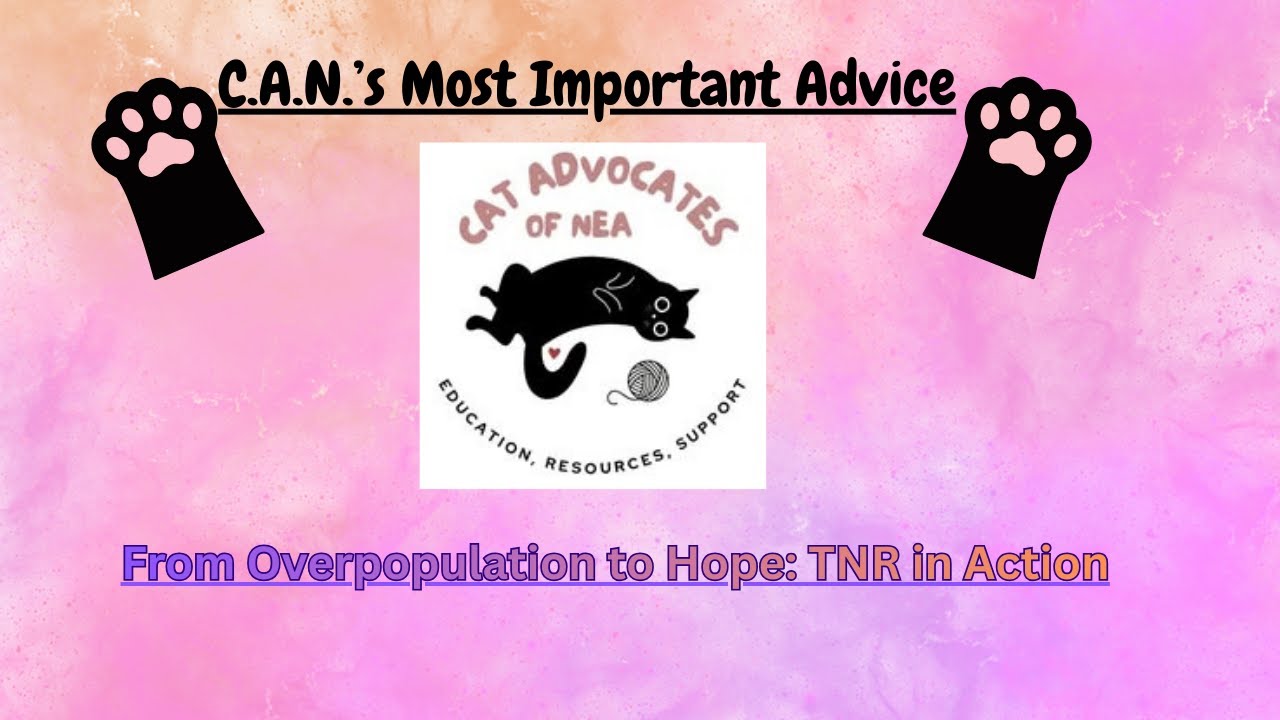 From Overpopulation to Hope, TNR in Action