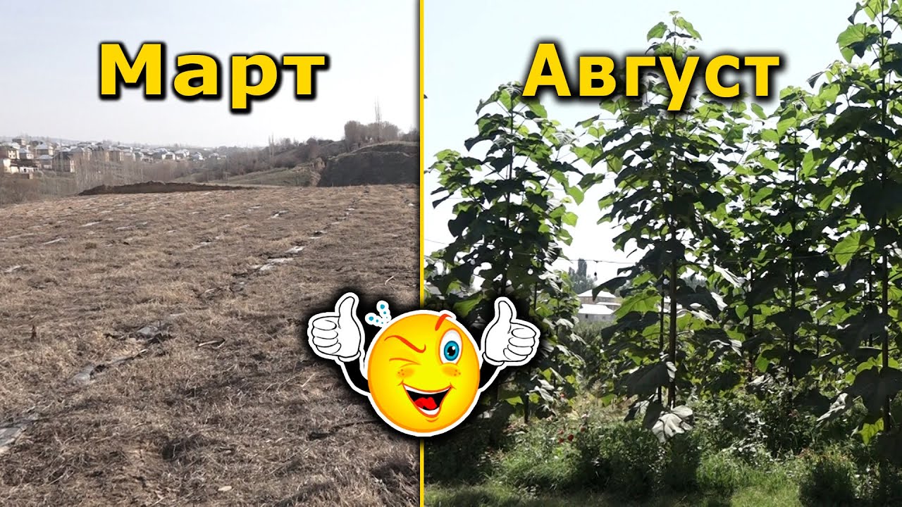 5 айда 5 МЕТР ӨСКӨН || ПАВЛОНИЯНЫН сырлары