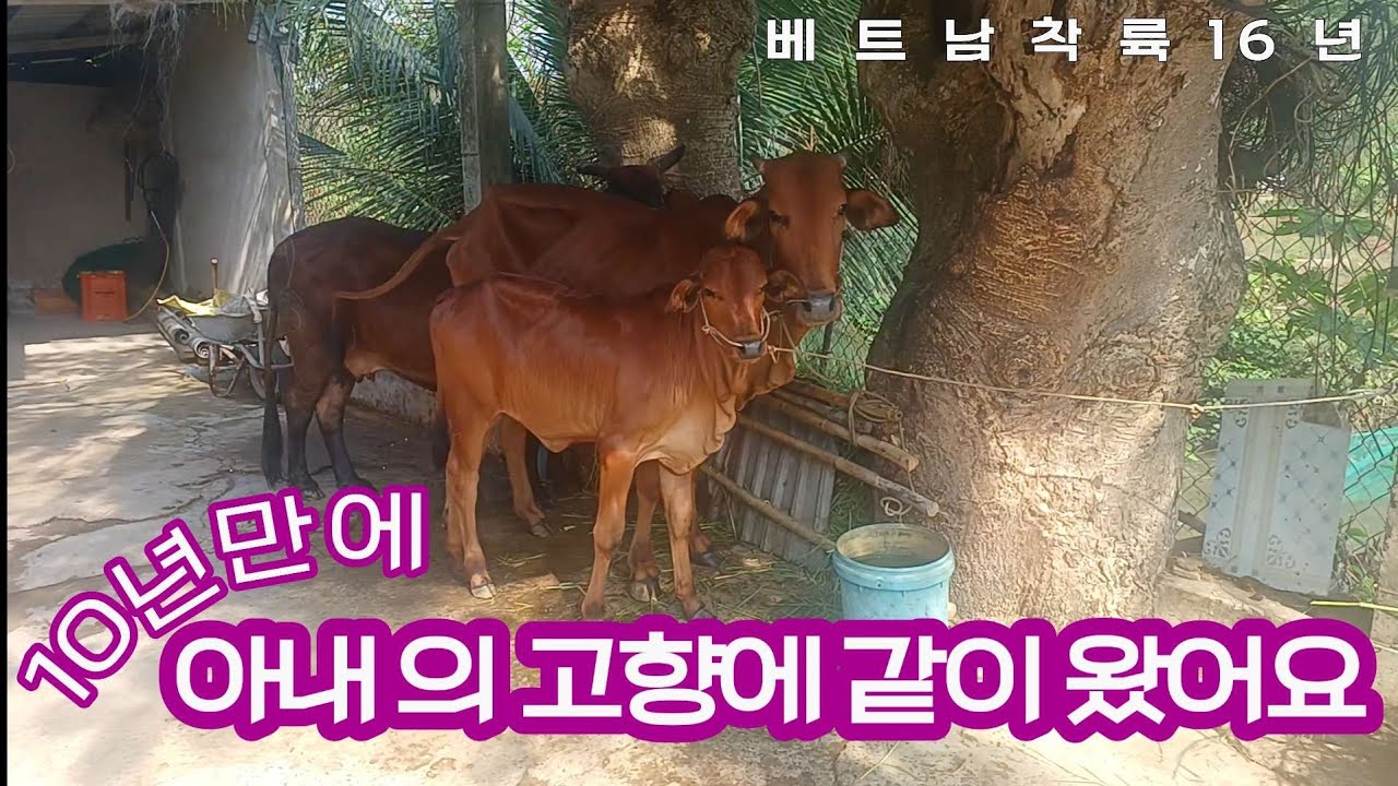 [여기는 베트남] 아내의 고향 롱안에 같이 왔습니다 