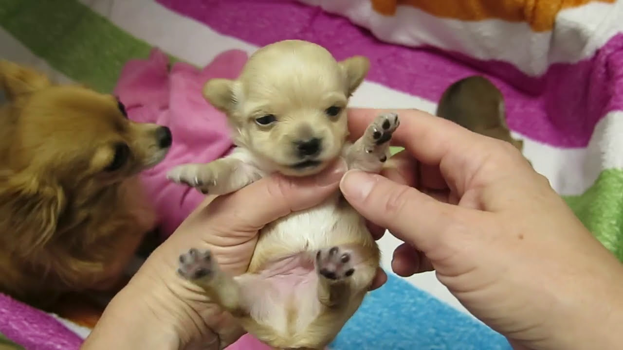 Chihuahua valpar. Säg hej till tiken Dinas supergulliga valpar.