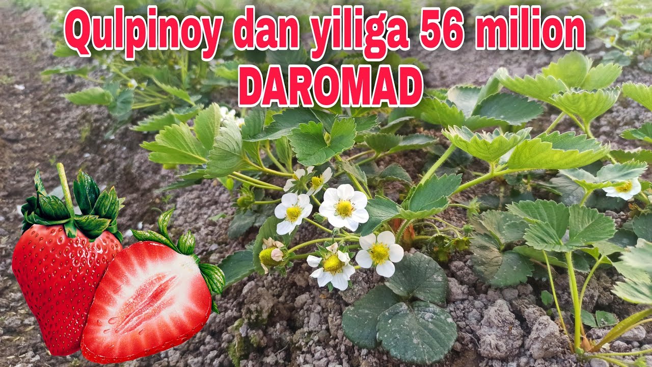 QULPINOY EKIB 4 SOTIX YERDAN 56 Milion DAROMAD QILISH 📞990603149 Кулипнай экиш ва етиштириш сирлари