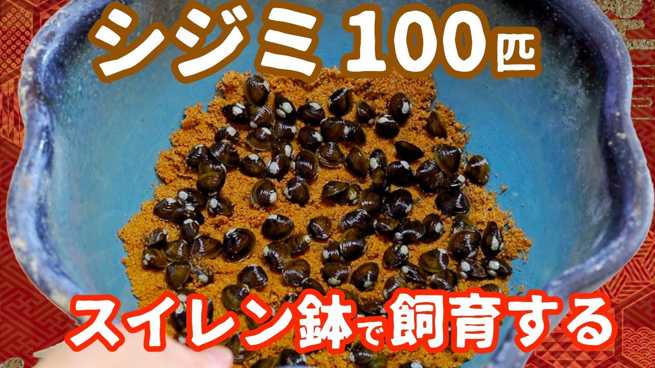 グリーンウォーターを浄化した しじみ100匹 スイレン鉢で飼育する【淡水しじみ】