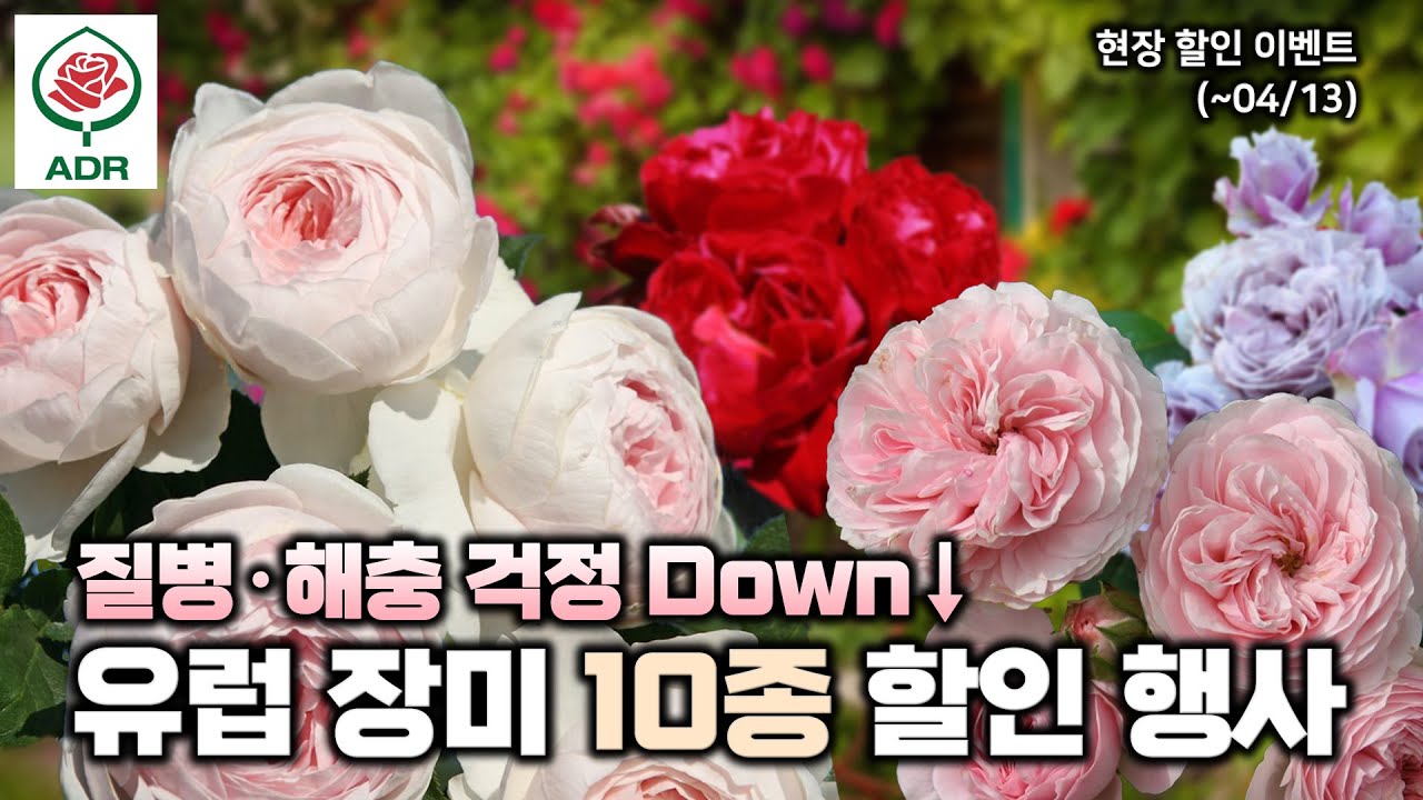 유럽의 엄격한 테스트를 통과한 장미 10종🌹병충해는 물론 내구성까지‼️현장 할인 이벤트 진행🎁