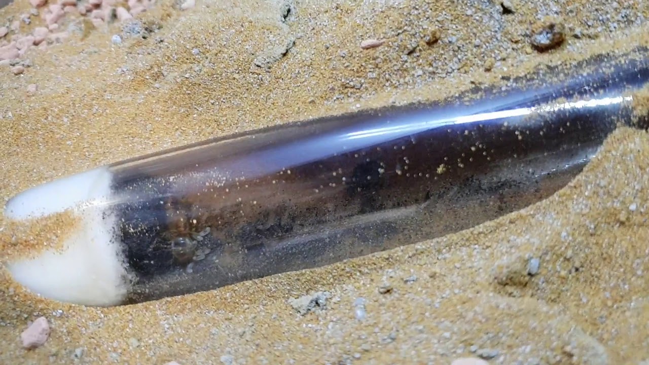 Myrmecocystus navajo Video 1