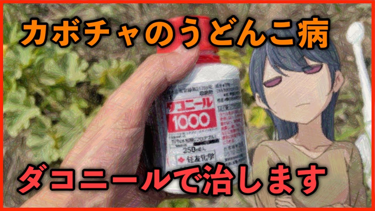 カボチャのうどんこ病を農薬ダコニール1000で治す方法！