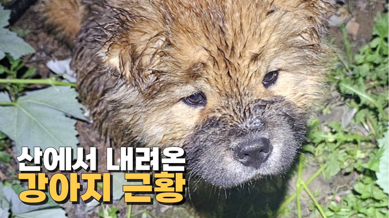 떠돌이 강아지 차우차우 오복이의 근황