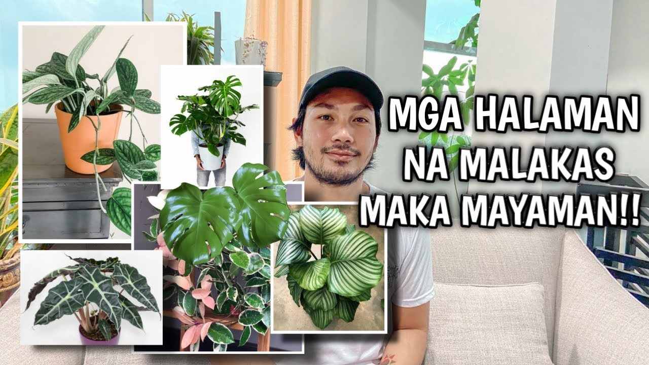 STUNNING INDOOR PLANTS YOU CAN HAVE IN YOUR HOME!