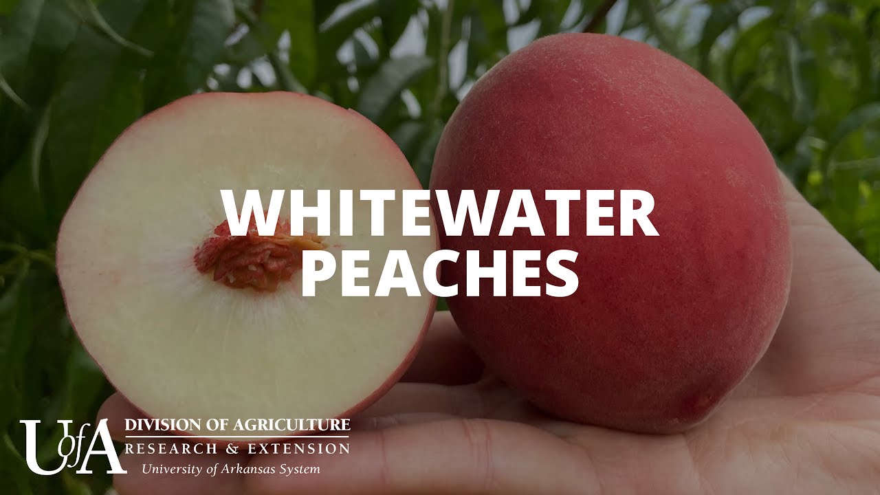 Whitewater Peaches | Arkansas Fruit Breeding Program