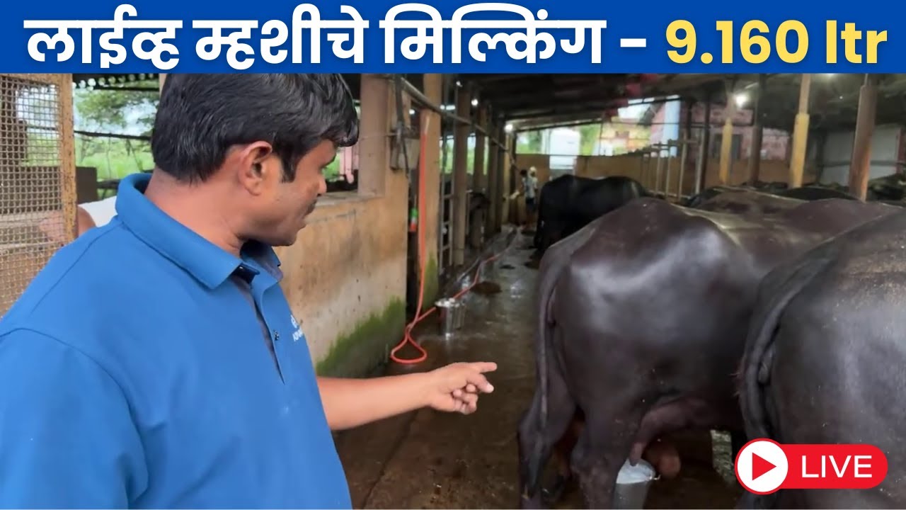 लाईव्ह म्हशीचे मिल्किंग - 9.160 ltr - १ सप्टेंबर लाईव्ह मिल्किंग
