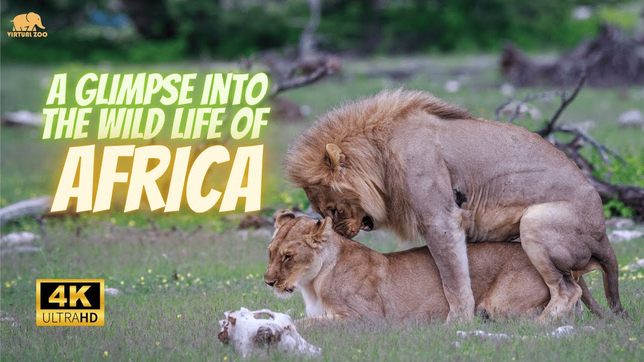 Wildlife of Africa 4K UHD
