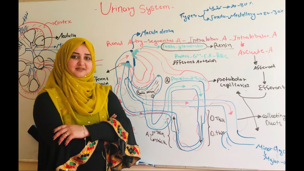 Urinary system anatomy and physiology_34_اناتومی و فزیولوژی سیستم بولی