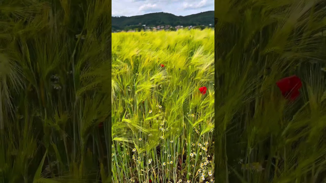 ❤️Country Travel 🧳 Beautiful summer fields 🌾 #nature #flowers #amazing #shorts