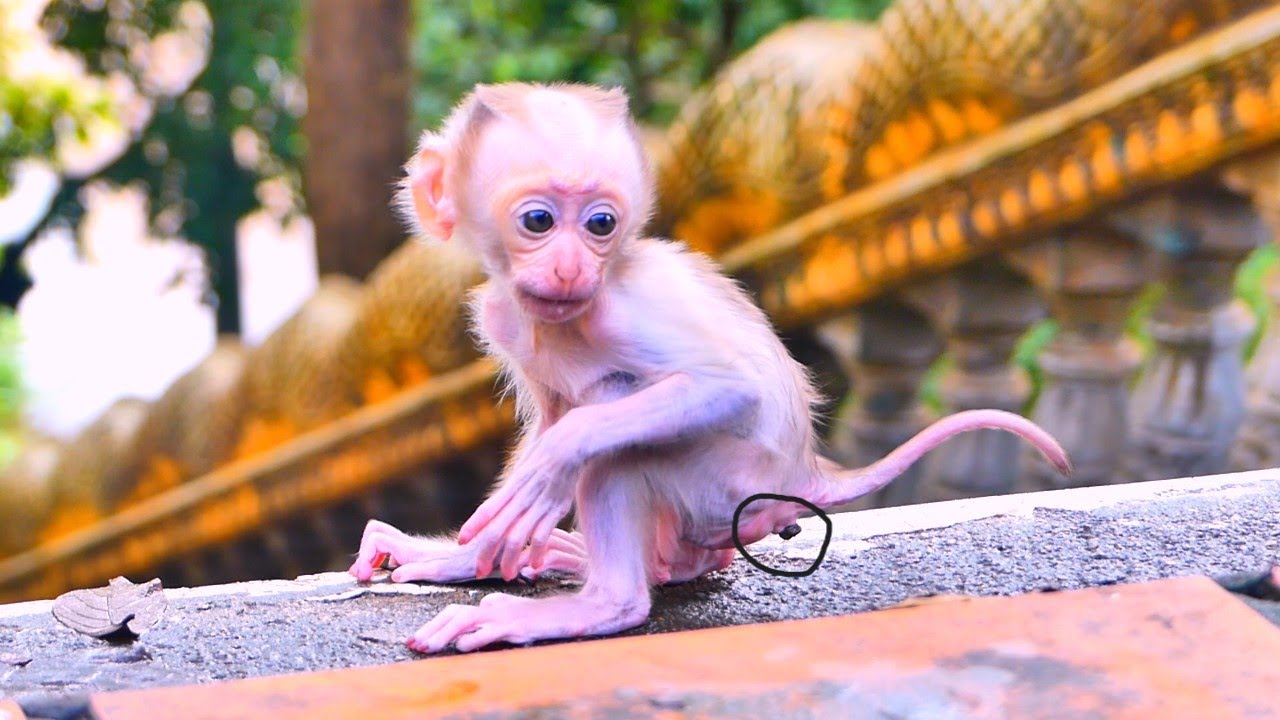 Adorable baby monkey trying to poop&mdash;so funny and cute!