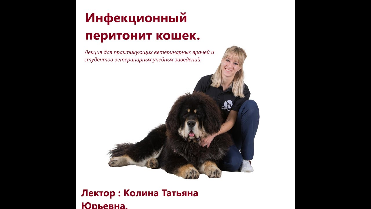 Инфекционный перитонит кошек