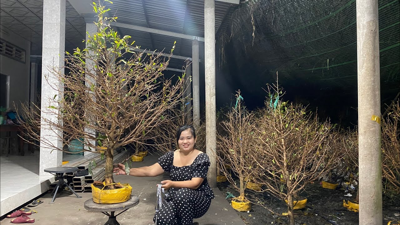 24/2/26 mai vàng giá rẻ , bao ship. mời cô chú anh chị xem live ạ