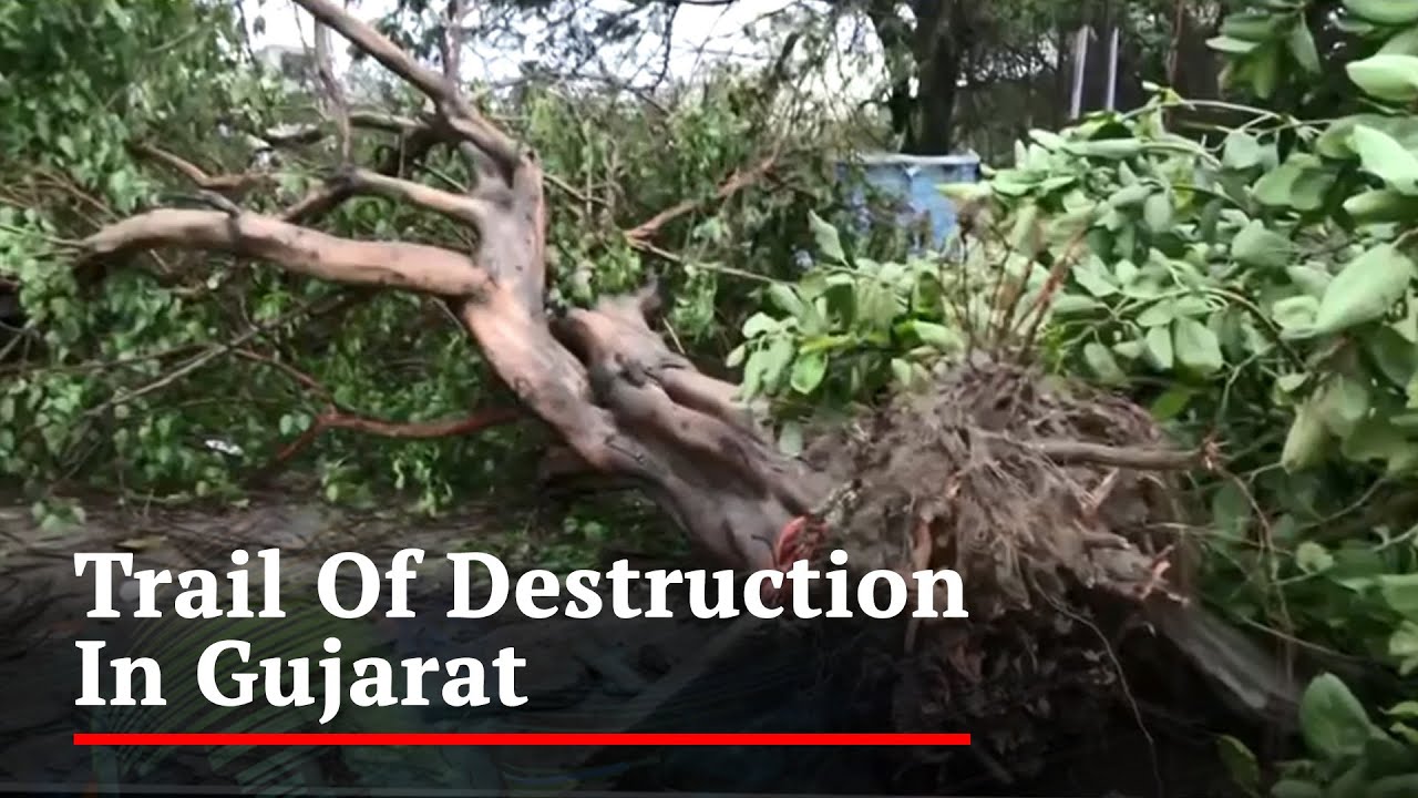 Biparjoy Cyclone News: Uprooted Trees, Power Lines Snapped As Cyclone 'Biparjoy' Batters Gujarat