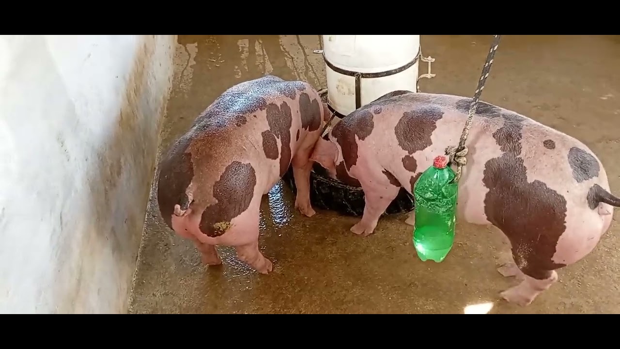 Dando banho nas minhas marrãs Pietran 