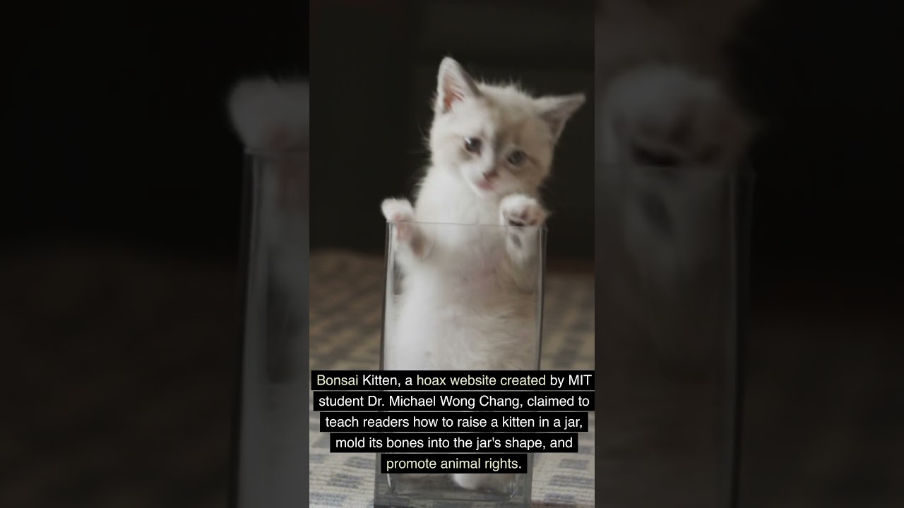 Bonsai Kitten hoax