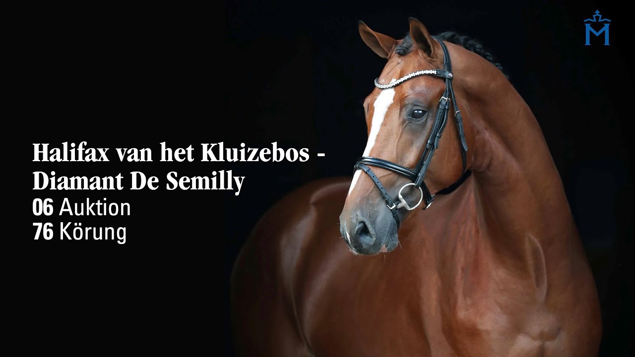 Nr. 6 Hengst v. Halifax v.h. Kluizebos - Diamant De Semilly
