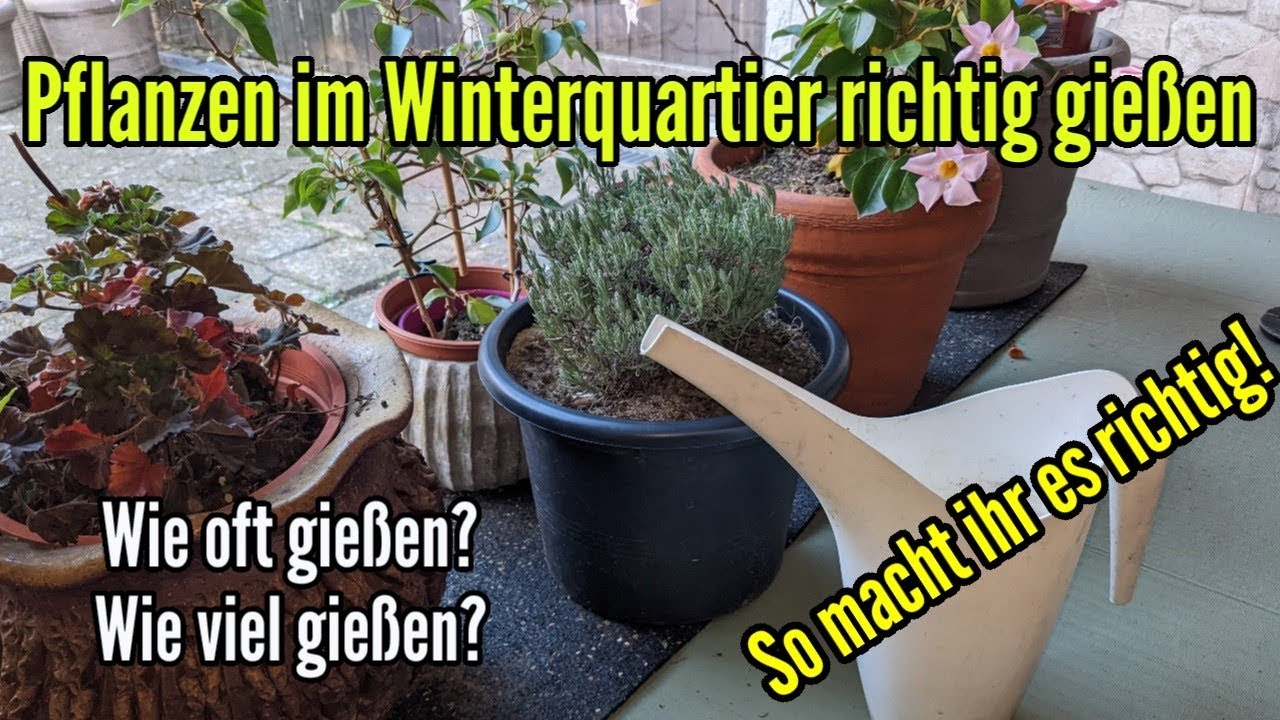 Pflanzen im Winterquartier richtig gie&szlig;en - Soviel Wasser brauchen Pflanzen im Winter