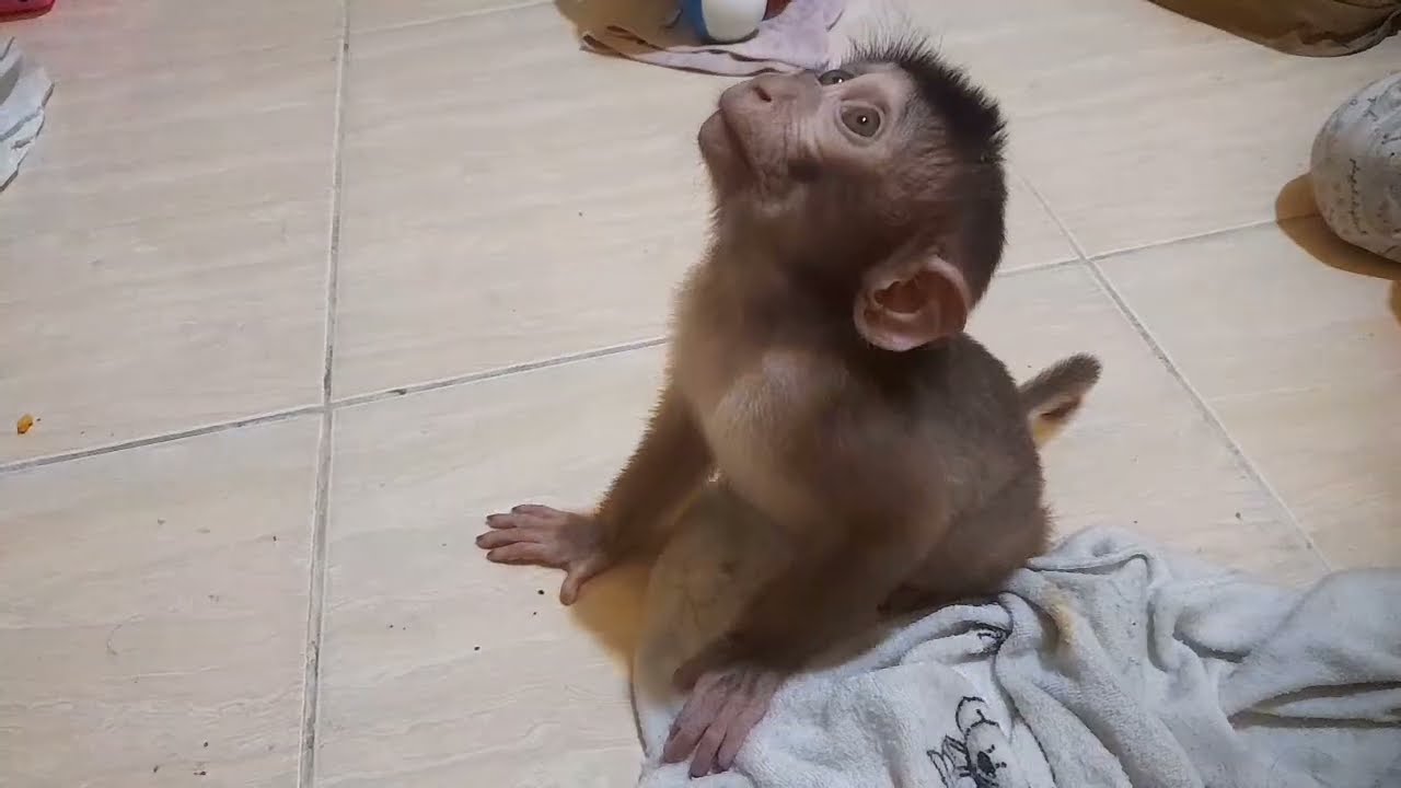Monky  cute caca lagi bermain