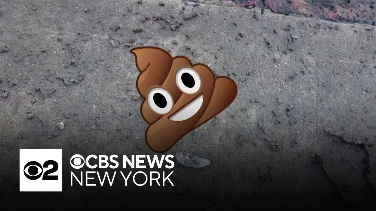 Hoboken cracking down on owners who don't clean up after their dogs