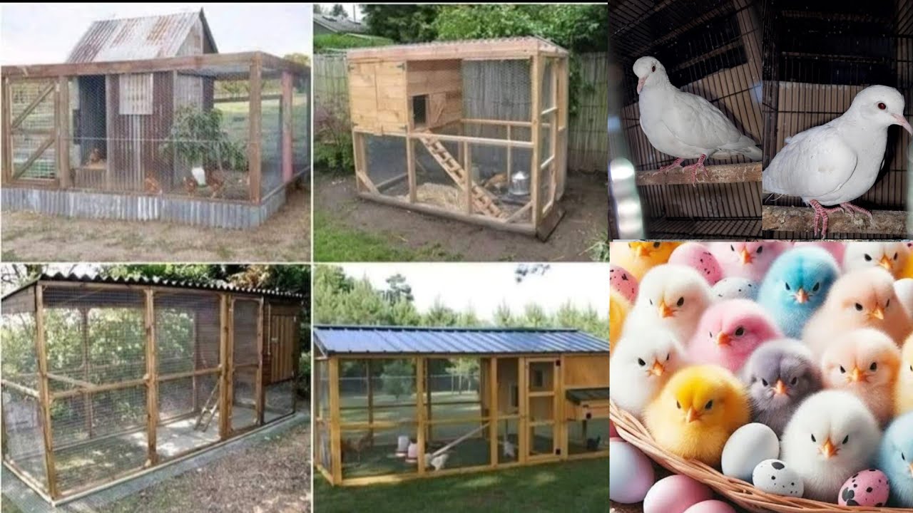 Humary dove ka new master cage tayar ho gha hy😘