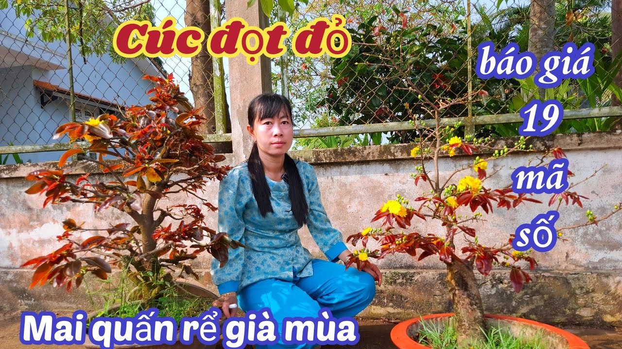15/02/2026💥28/12 ( ÂL) giao lưu mai cúc đọt đỏ 29 mã số, vườn mai cẩm tú. Mai quấn rể già mùa 