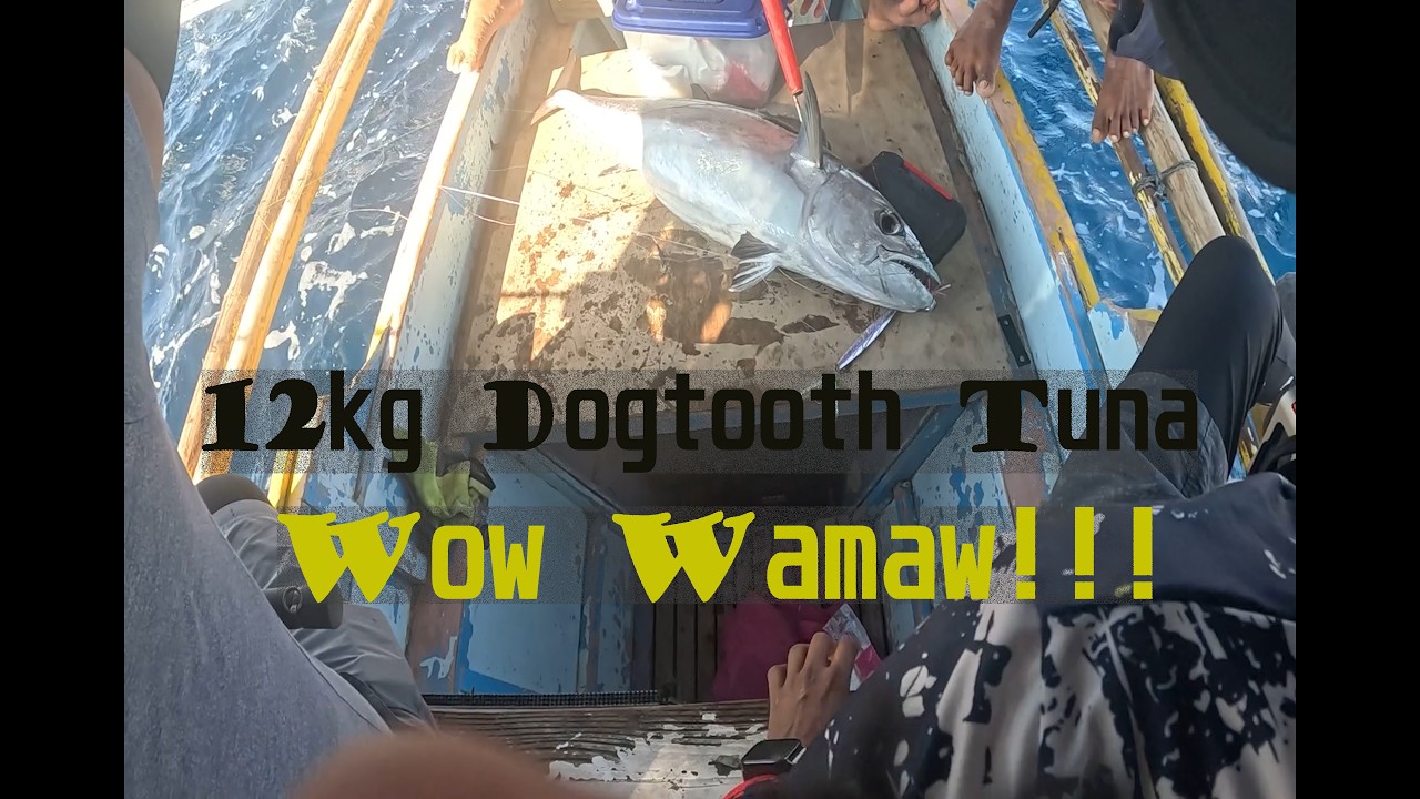 Paldo Boss Pits   Double Digit Dogtooth Tuna