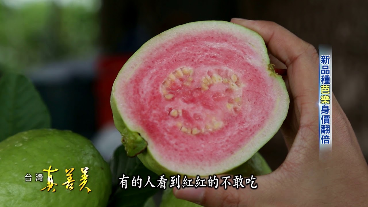 2017.09.10【台灣真善美】新品種