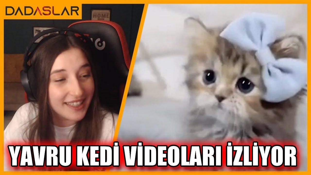 Pqueen - Yavru Kedi Videoları İzliyor !