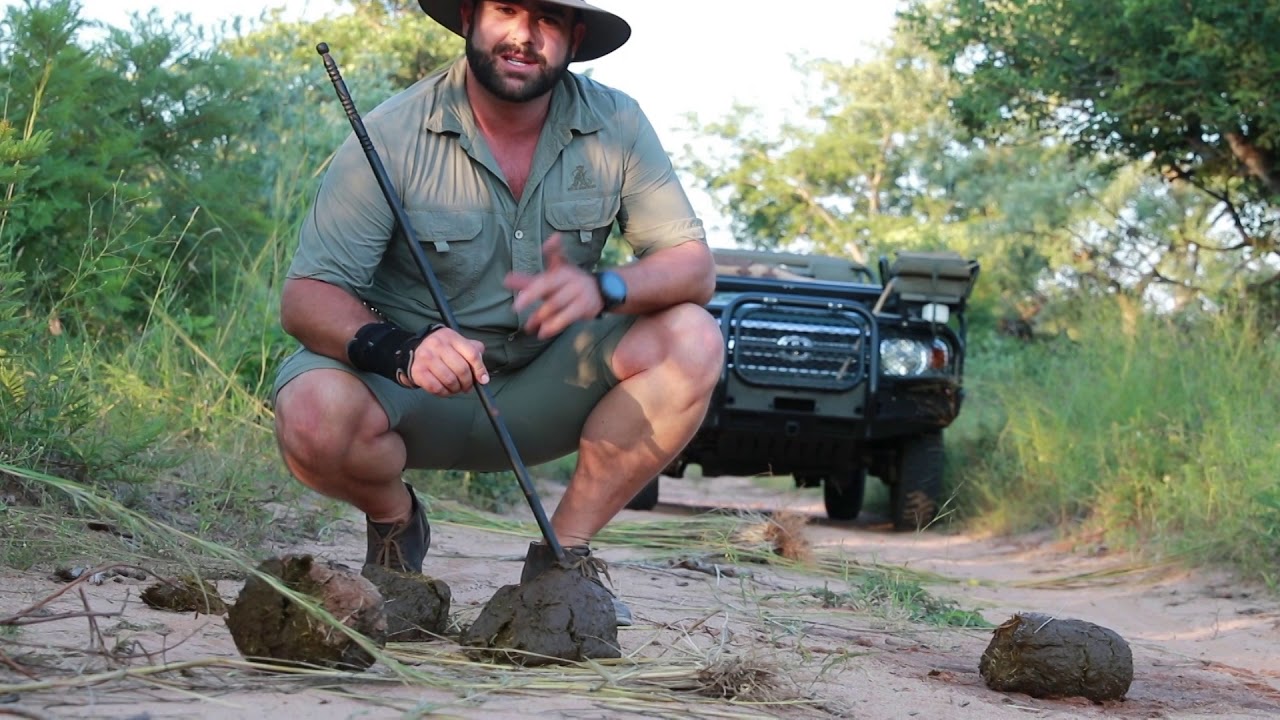 A Royal Malewane virtual safari. 1 April 2020