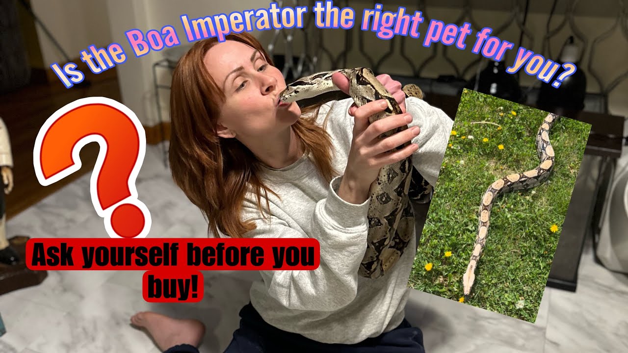Boa Imperator