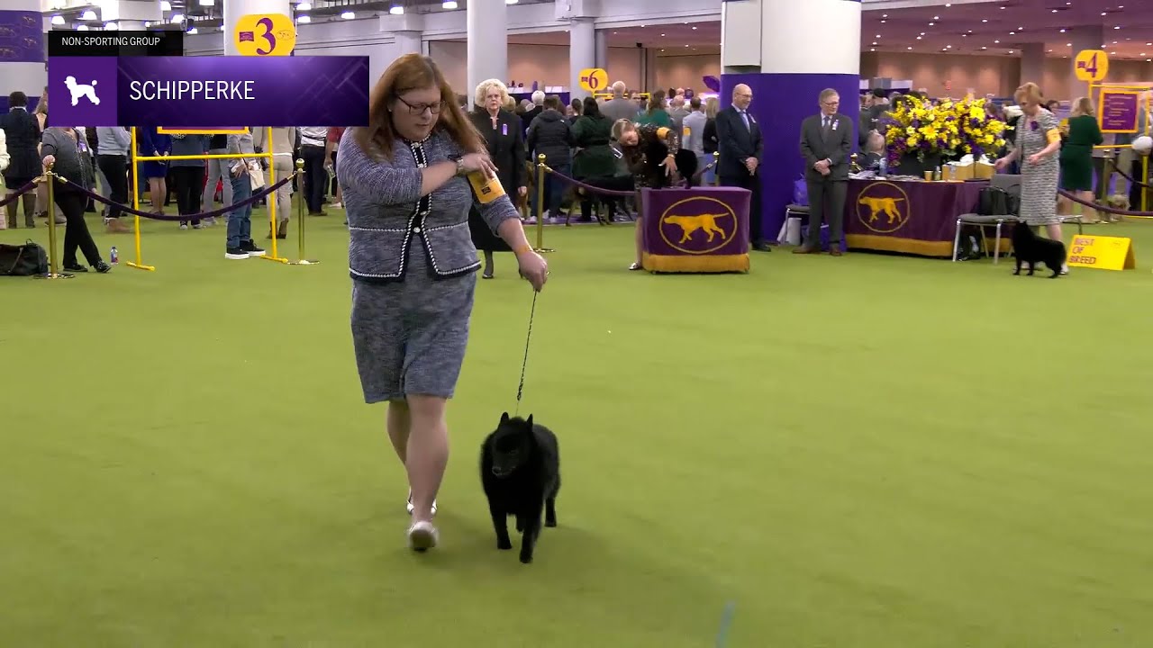 Schipperkes | Breed Judging 2025