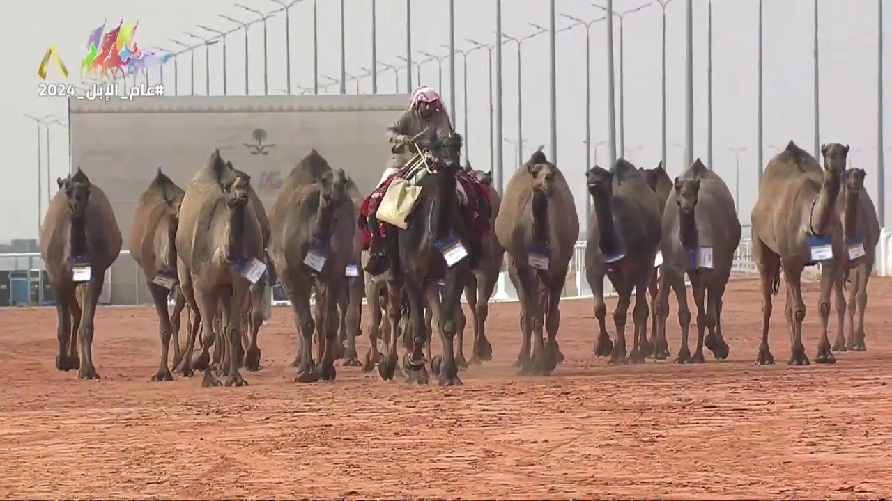 تحدّي الصياهد وعروض نخبة النخبة للوني ( الصفر - الشعل ) #مهرجان_الملك_عبدالعزيز_للإبل8