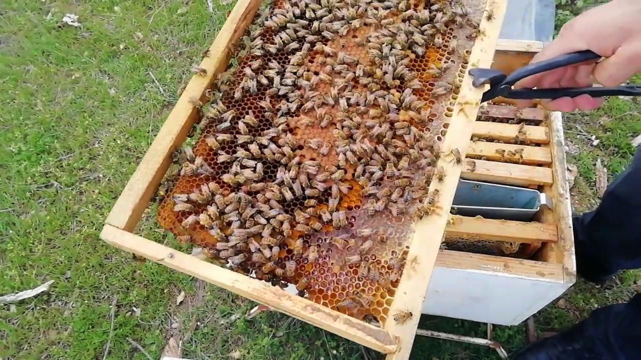 Arıyı güçlendirmek. Bala(Nektar akımına )  hazırlamak