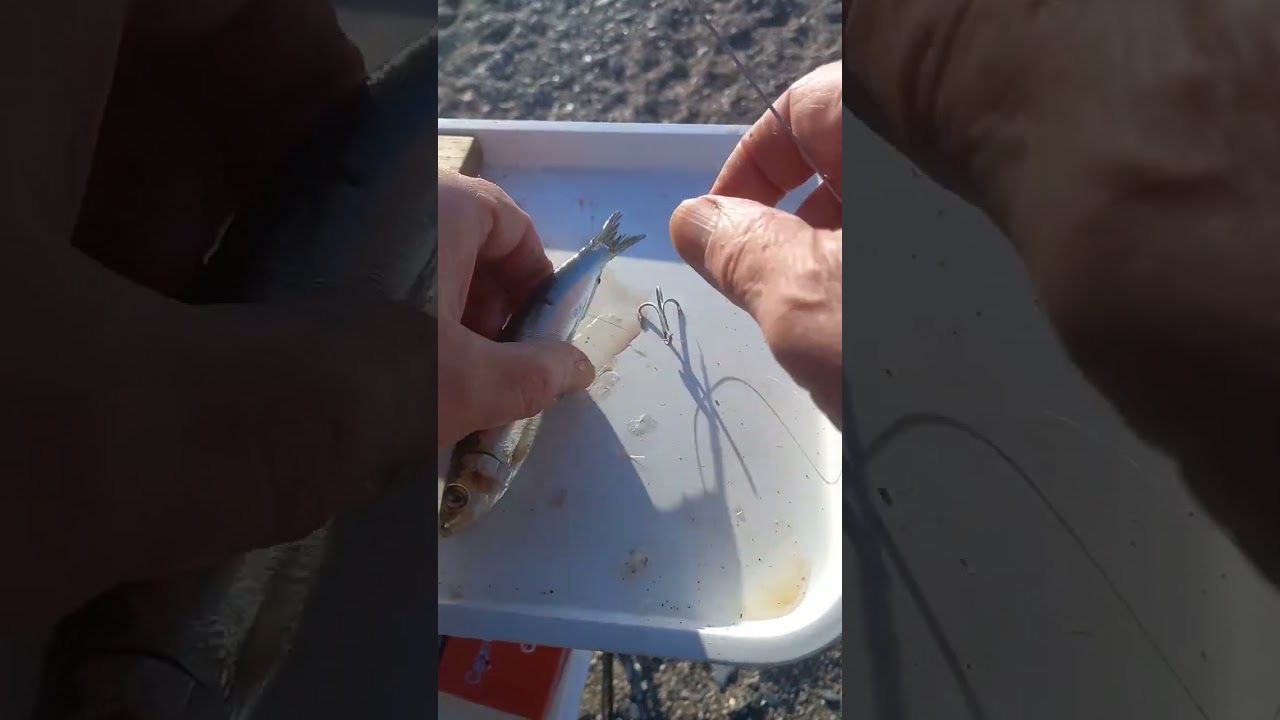 Anzuelar sardinas como un se&ntilde;uelo artificial #pescadeportiva