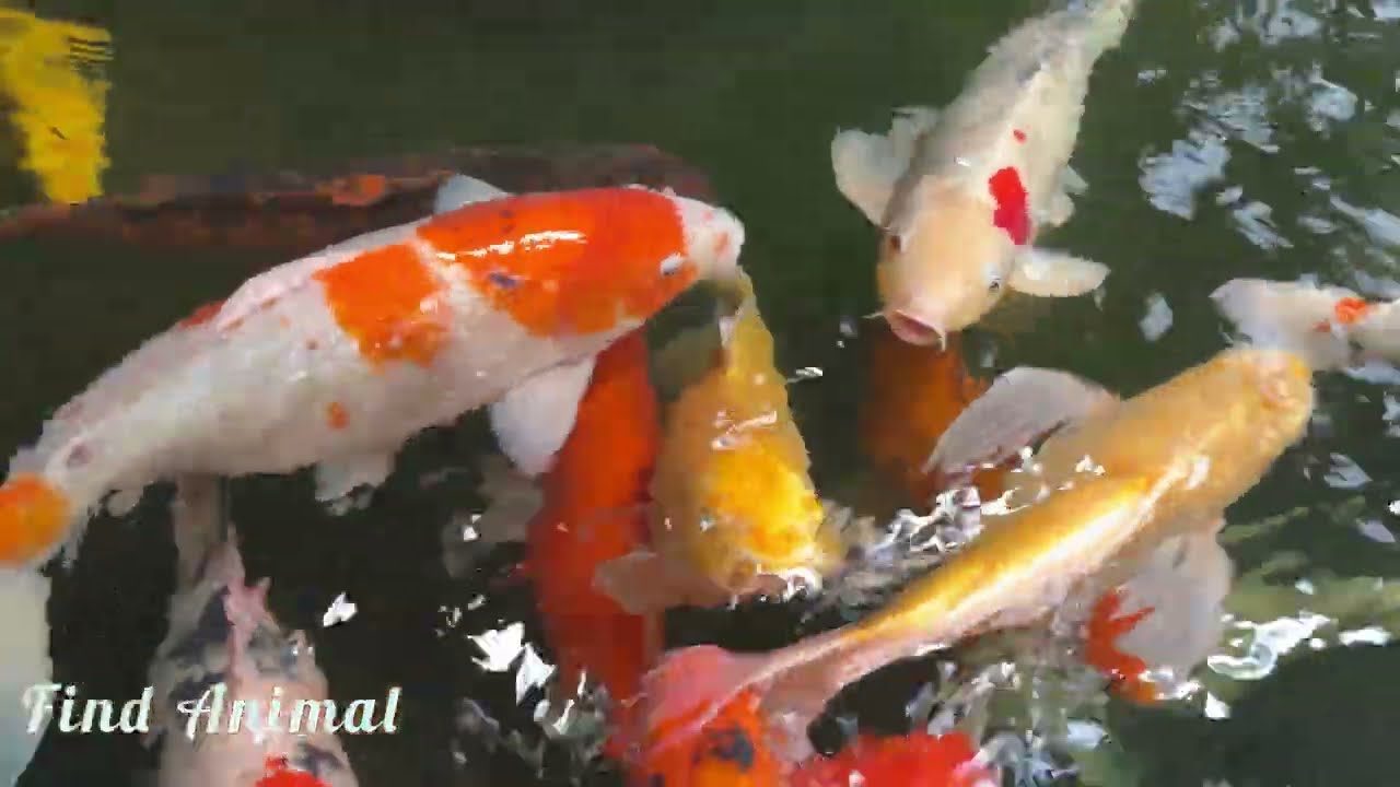 ត្រី Koi ជាច្រើនលាយពណ៍ចម្រុះ-Many Koi Fish,Find animals from  Cambodia 