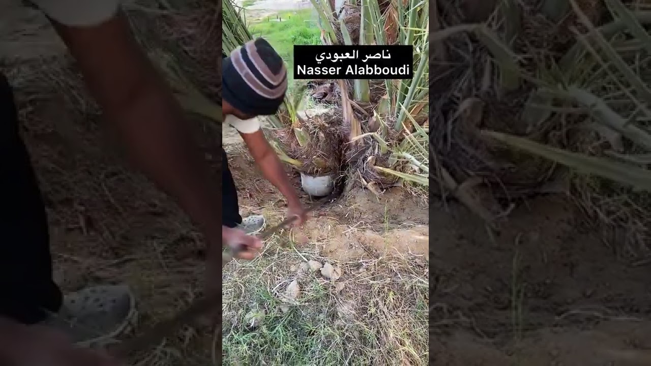 طريقة فصل الفسيلة المجذرة تجذير أرضي عن النخلة.