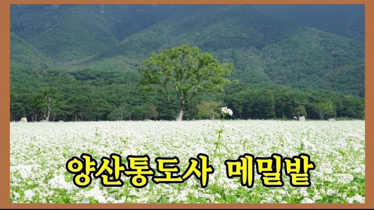 양산통도사 메밀밭