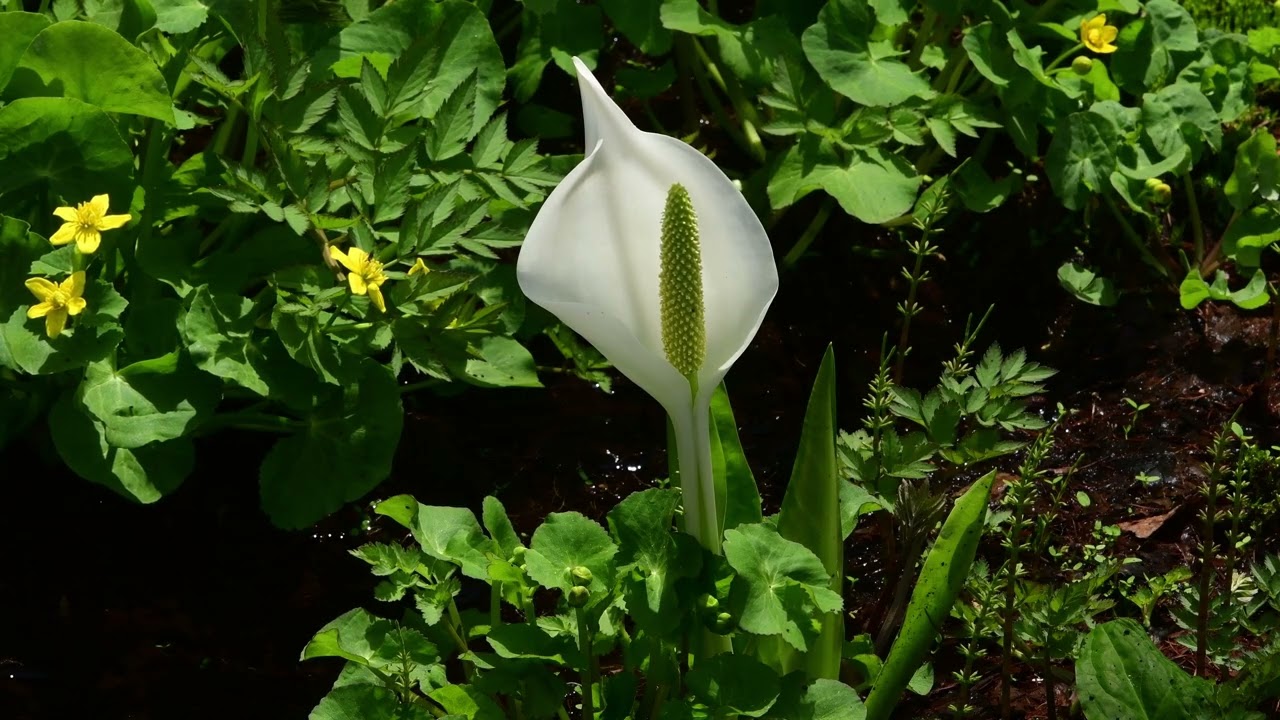 芽吹きと花の戸隠高原