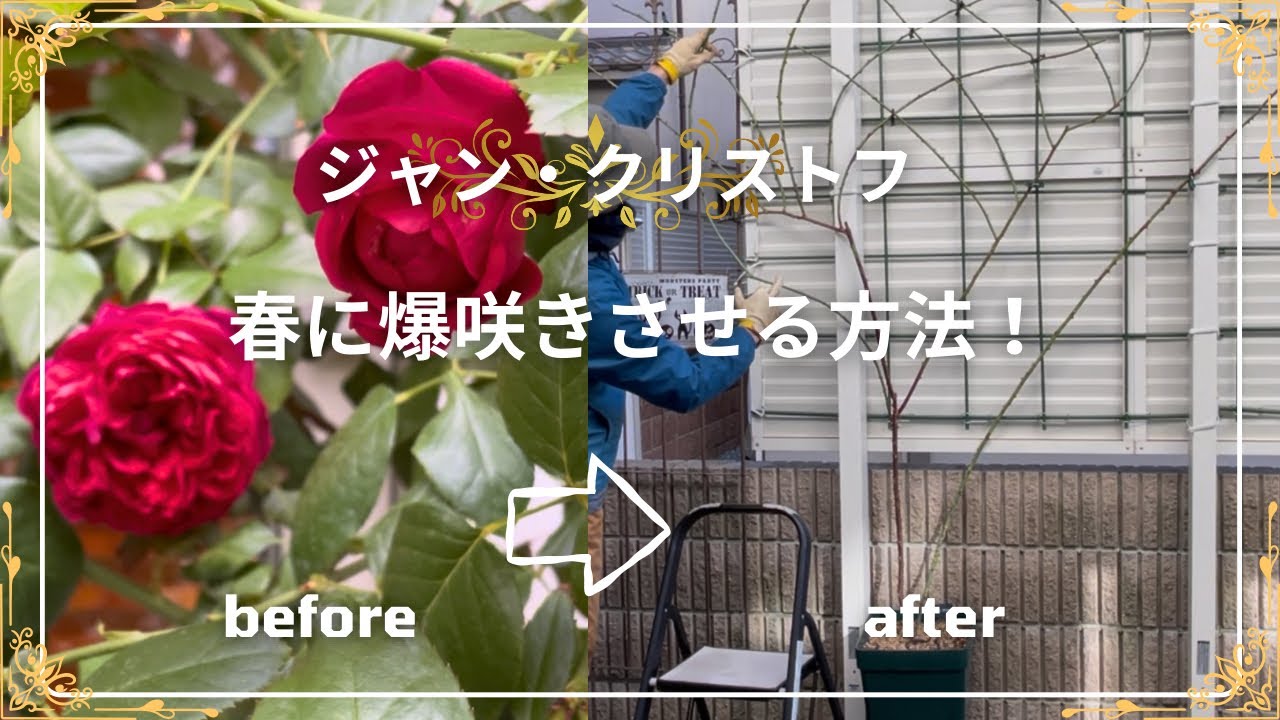 【ジャン・クリストフ】春に爆咲きさせます！「春を決める！冬のバラ作業②」