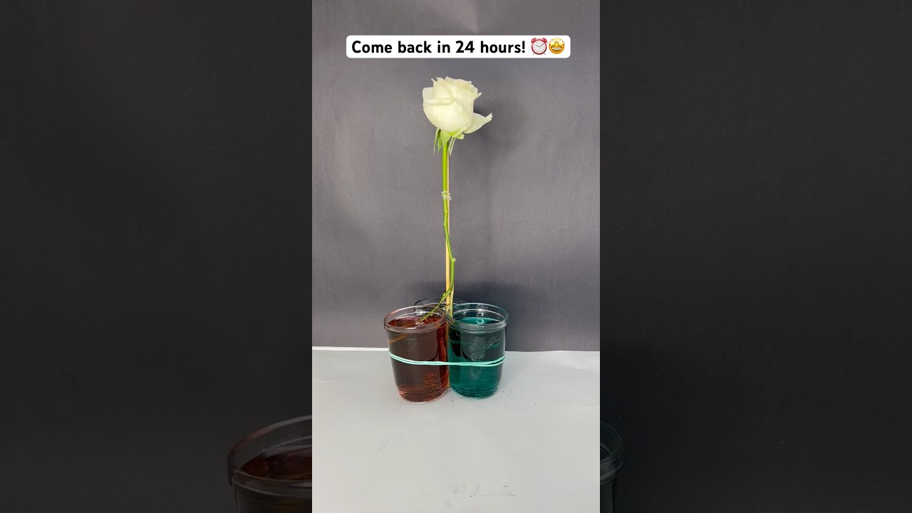 Come back too see the result 🌈🌹 #shorts #diy #experiment #craft #creative  #doityourself #art