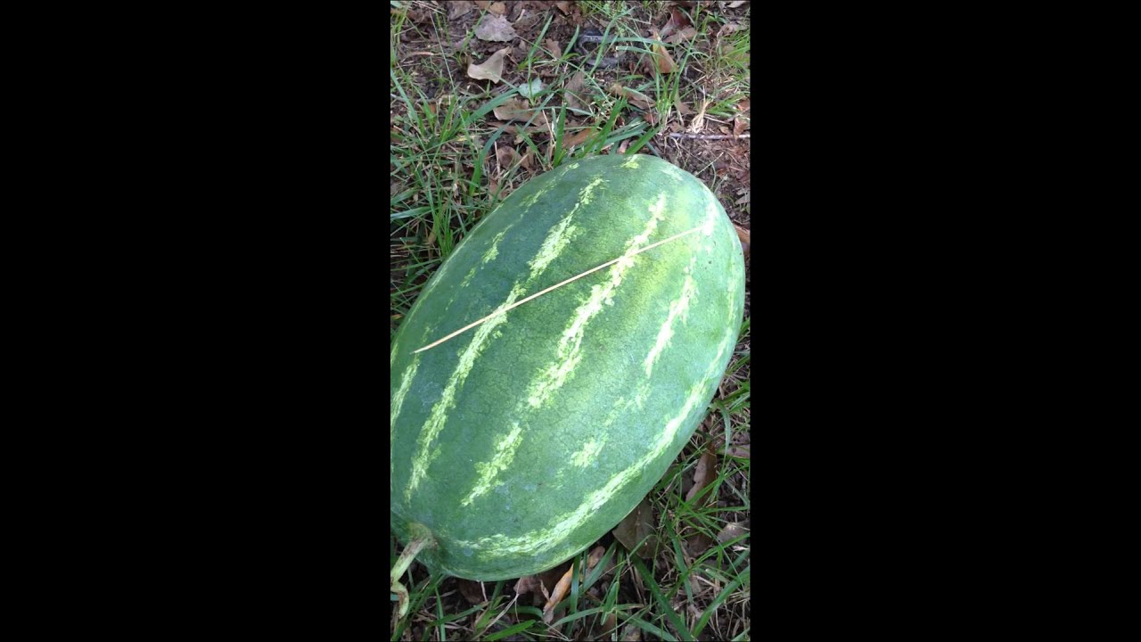 Amazing Way to Know If A Watermelon Is Ripe