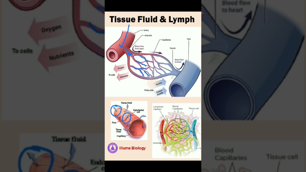Tissue fluid, Lymph & Blood