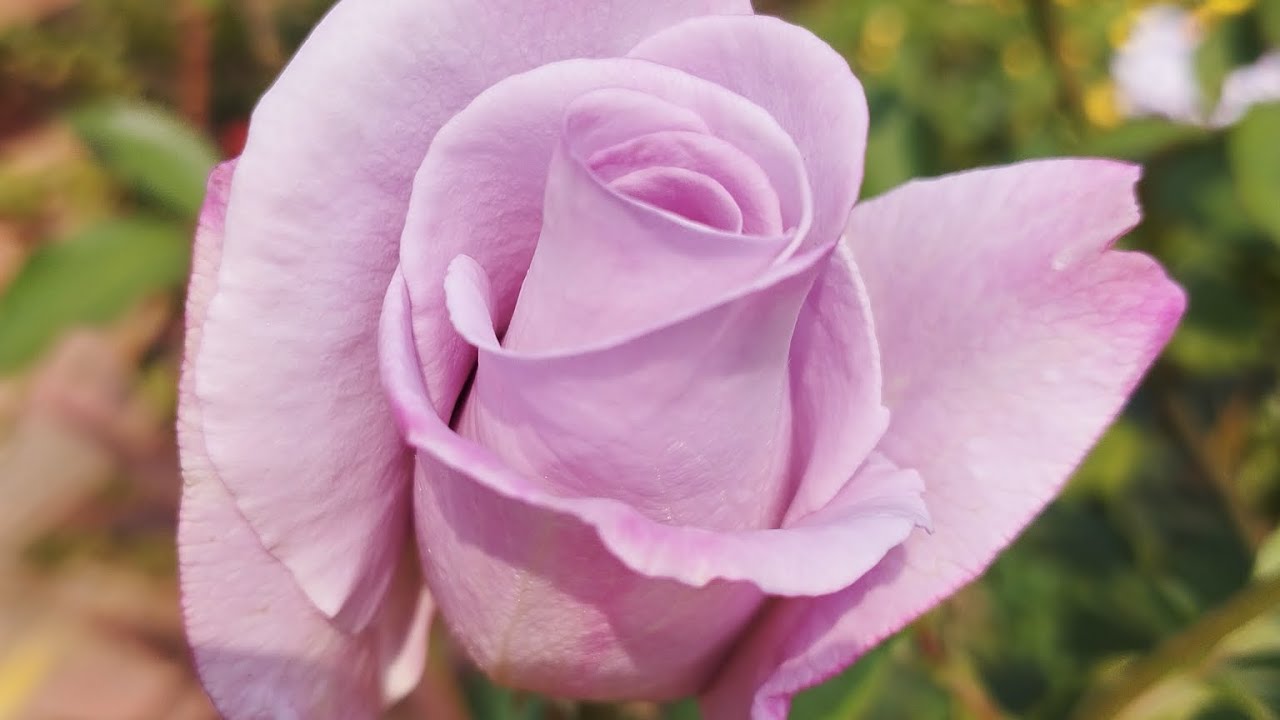 Flowers Video