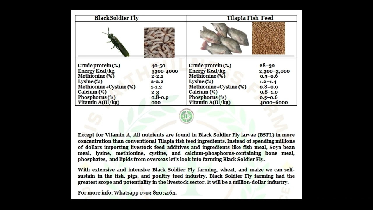 Comparing Nutritional Content In Black Soldier Fly Larvae and Tilapia Fish Feed #bsffarmin #bsflarva