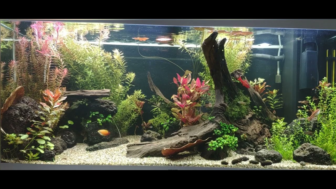 Juwel Rio 180l Aquarium - no CO2 tank - after 2,5 years